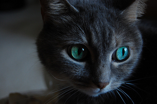 More Than One Bowl of Water: Setting Up Water Stations for Cats and Dogs