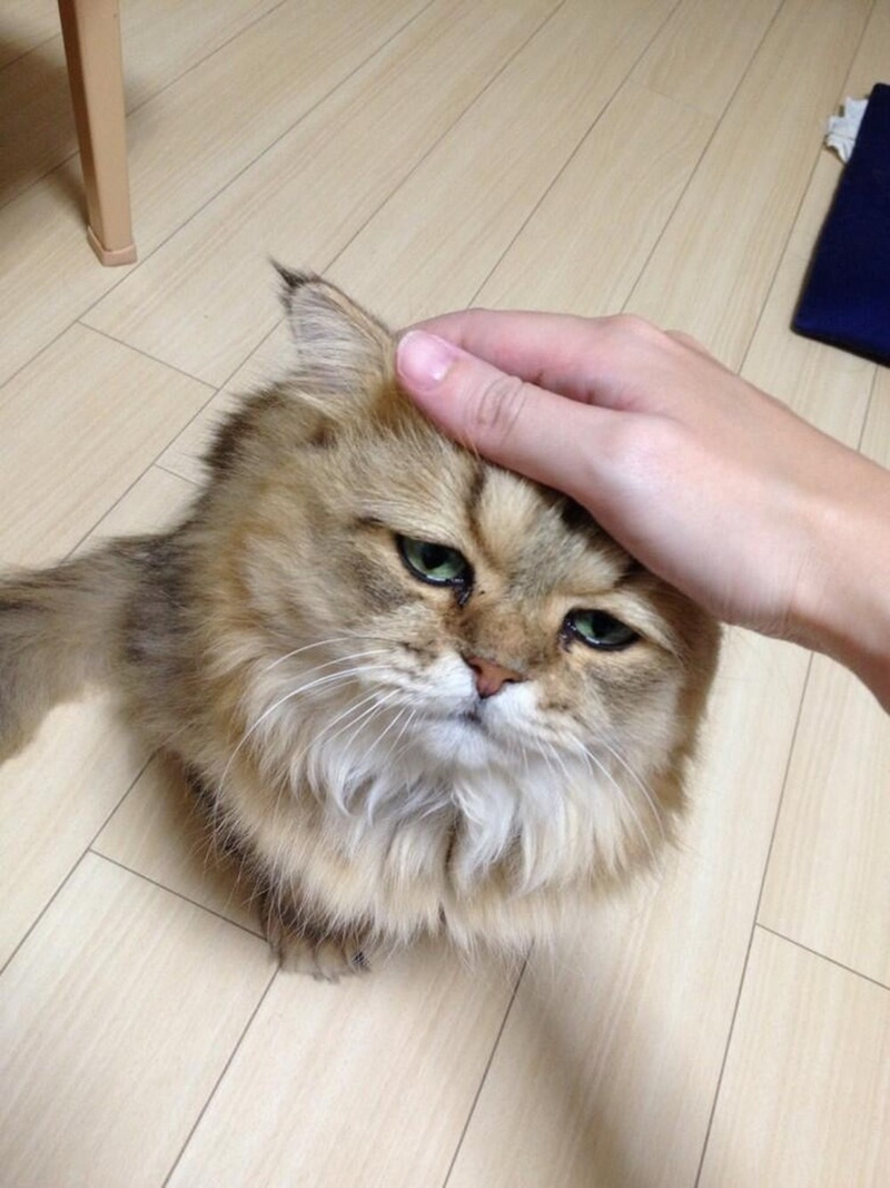 Introducing a New Cat to a Resident Dog: A Slow-Start Plan