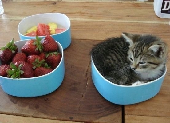 益智喂食器与食物拼图:从最简单的一档开始加难度