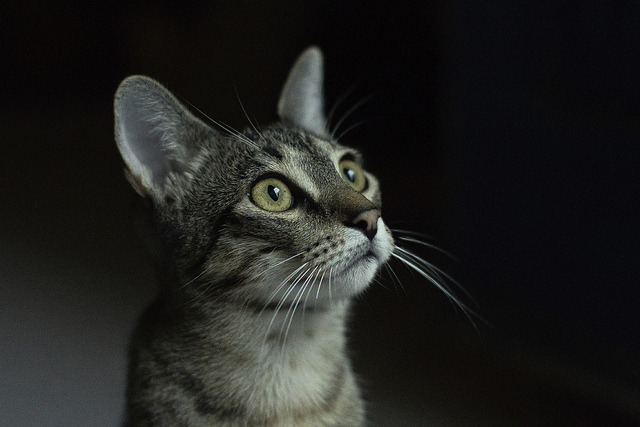 独处时让猫狗自己玩:自动逗猫与自嗨玩具的用法和边界
