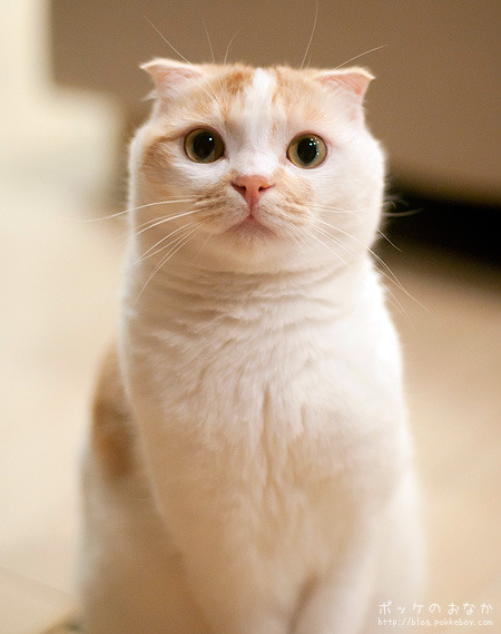 Setting Up a Home Grooming Station for Cats and Dogs
