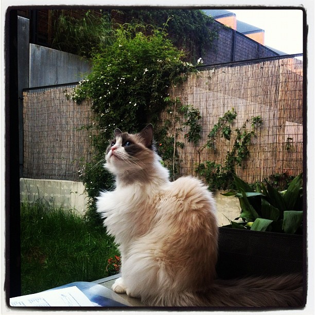 猫打架后鼓起一个软包?猫咬伤脓肿的识别与照护