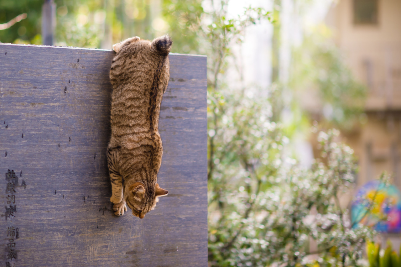 Why Cats Bury Their Poop and Why Some Don't