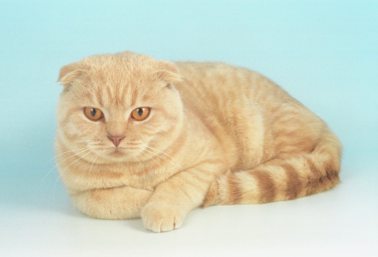 What Your Cat's Sleeping Positions Are Telling You