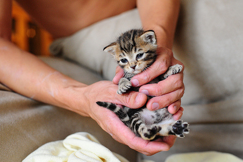 Weaning Puppies and Kittens: The Four-Week Transition to Solid Food