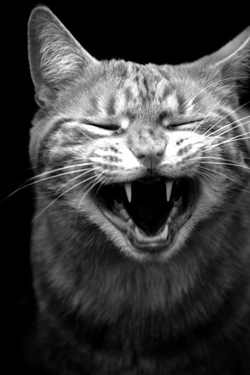 Cat Bite Abscesses: Why Fight Wounds Turn Into Painful Lumps