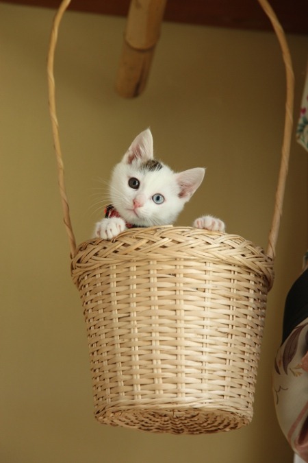Cat Exercise Wheels: Size, Safety and a Four-Week Introduction