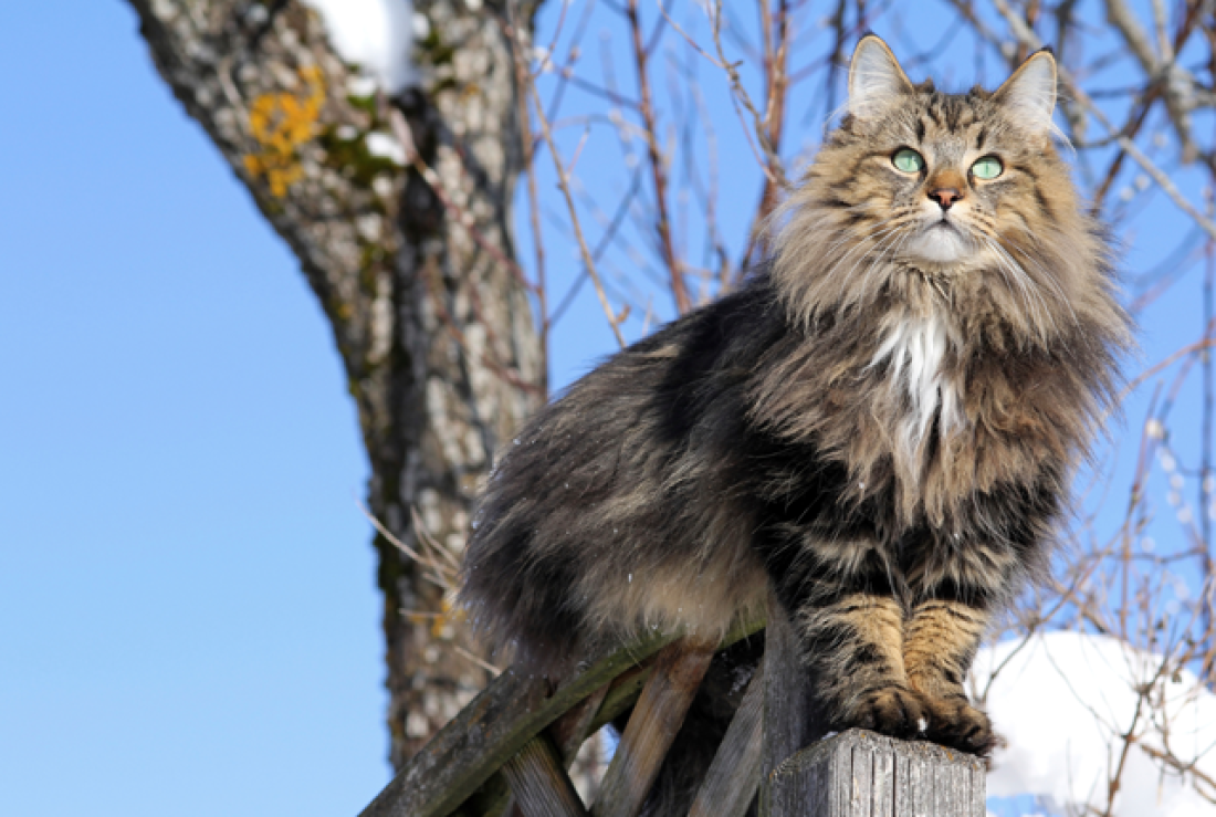 Hairballs in Cats: What Fiber and Moisture Can and Cannot Do