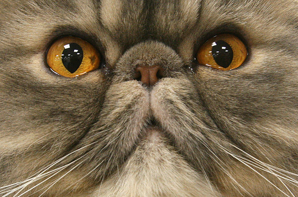 Brushing Your Cat: Frequency, Tools and a Calm Routine