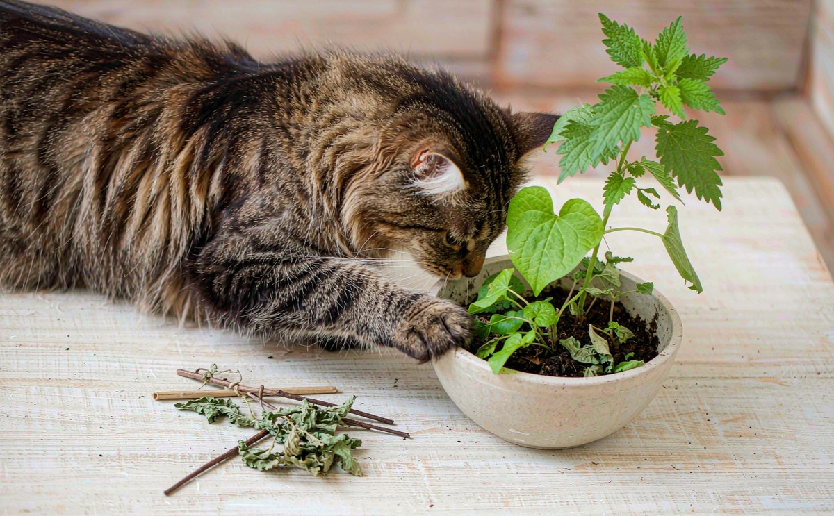 猫薄荷、木天蓼与猫草：怎么给才有效，哪些植物要立刻搬走