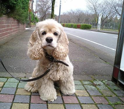 Public Transport With Your Dog: A Training Plan for Buses and Trains