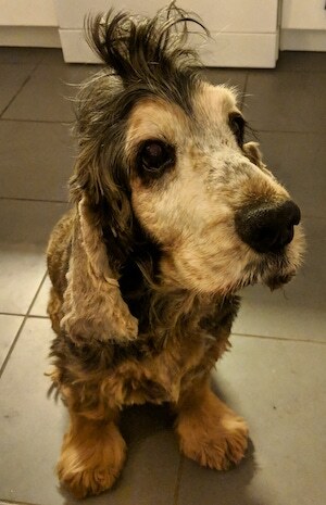 A Puppy's First Bath: Making Bath Day a Good Day
