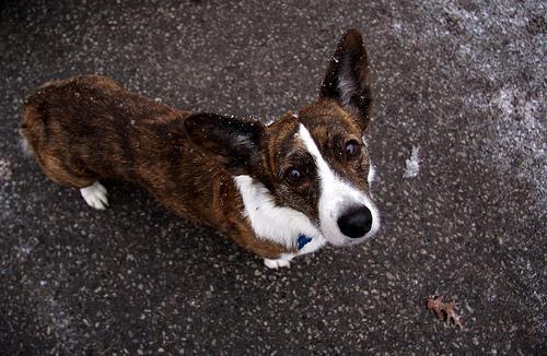 Getting Your Dog Used to Raincoats and Boots: Gear-Wearing Training