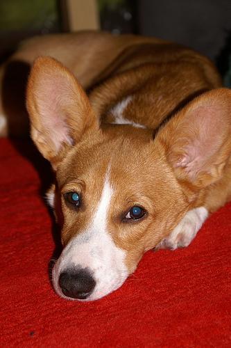 The Five-Minute Hands-On Check: A Weekly Care Routine for Senior Dogs and Cats