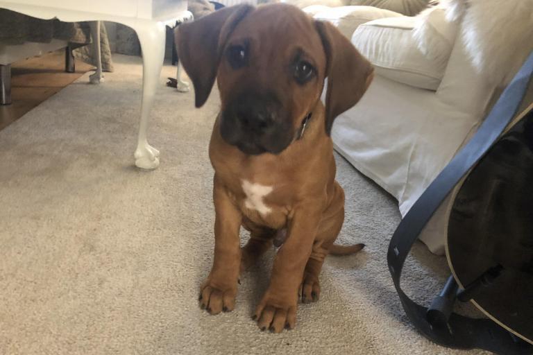 The Dominance Myth: Why Your Dog Doesn't Need an Alpha