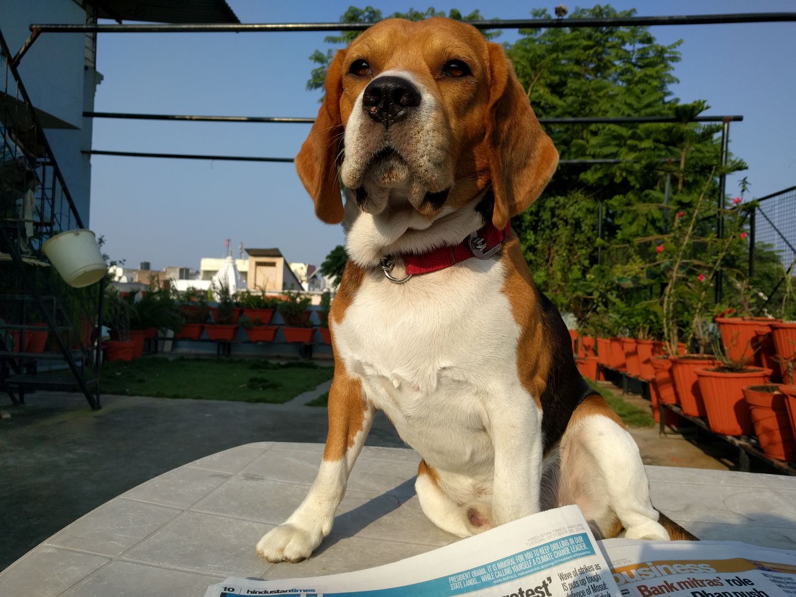 未绝育公狗排尿费劲?犬前列腺疾病的识别与照护