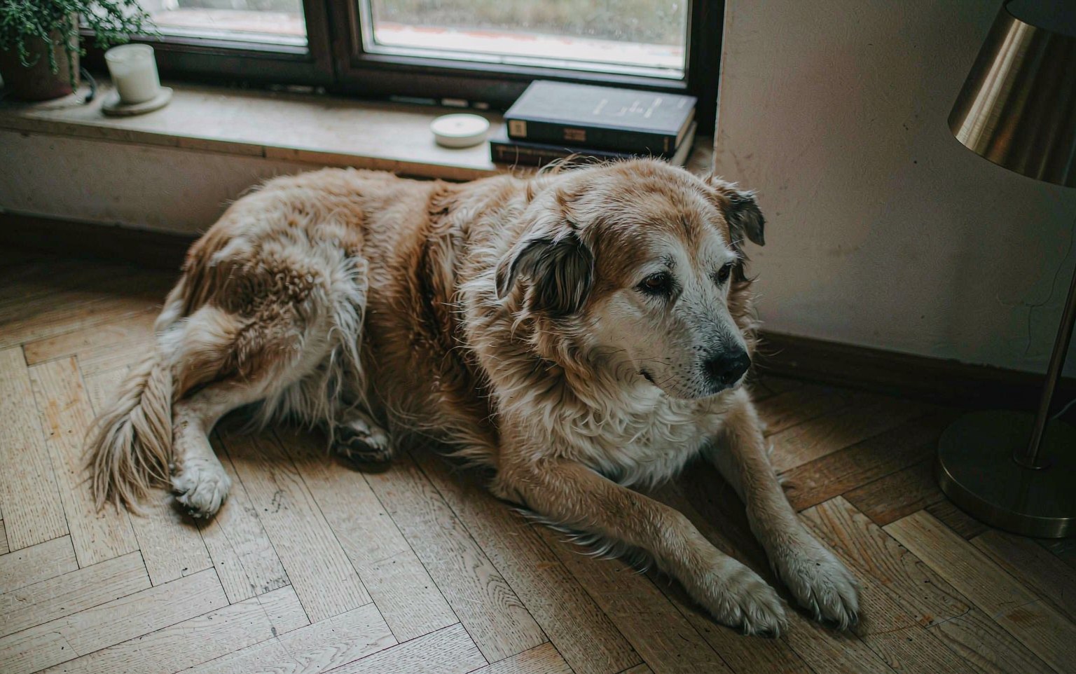 Benign Prostatic Hyperplasia in Dogs: The Enlarged Prostate Most Owners Miss
