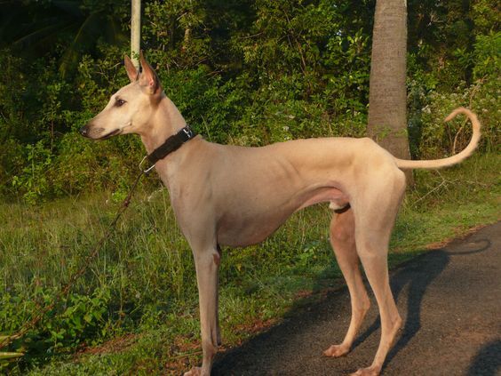 What Your Dog's Tail Wag Is Really Saying