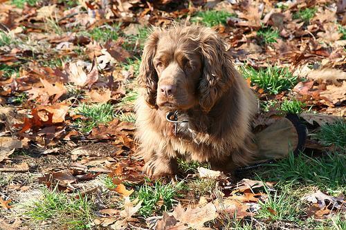 Visiting Friends and Family With Your Dog: A House-Guest Plan