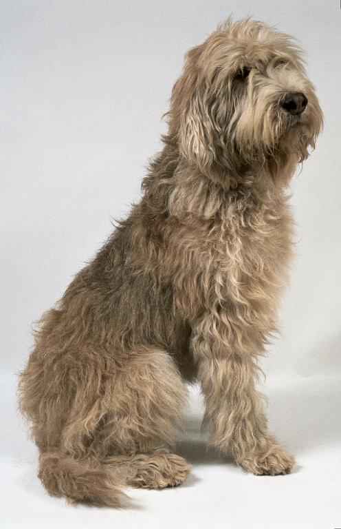 Hiring a Dog Walker: Vetting, Trial Walks and a Handover That Works