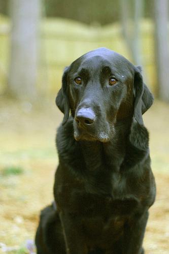 How Long Can Pet Food Sit Out? The Two-Hour Rule and Leftovers