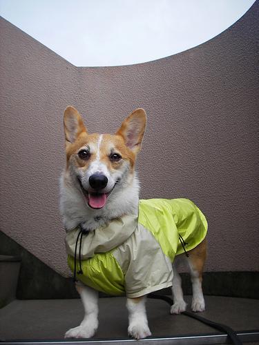 The First Days Back: Helping Your Dog or Cat Readjust After Boarding