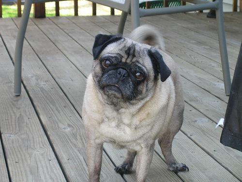 Kibble Size and Shape: Choosing a Dry Food That Fits Your Cat or Dog