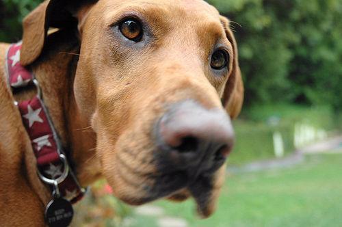 狗狗眼睛越来越白？犬白内障的识别、就医时机与照护