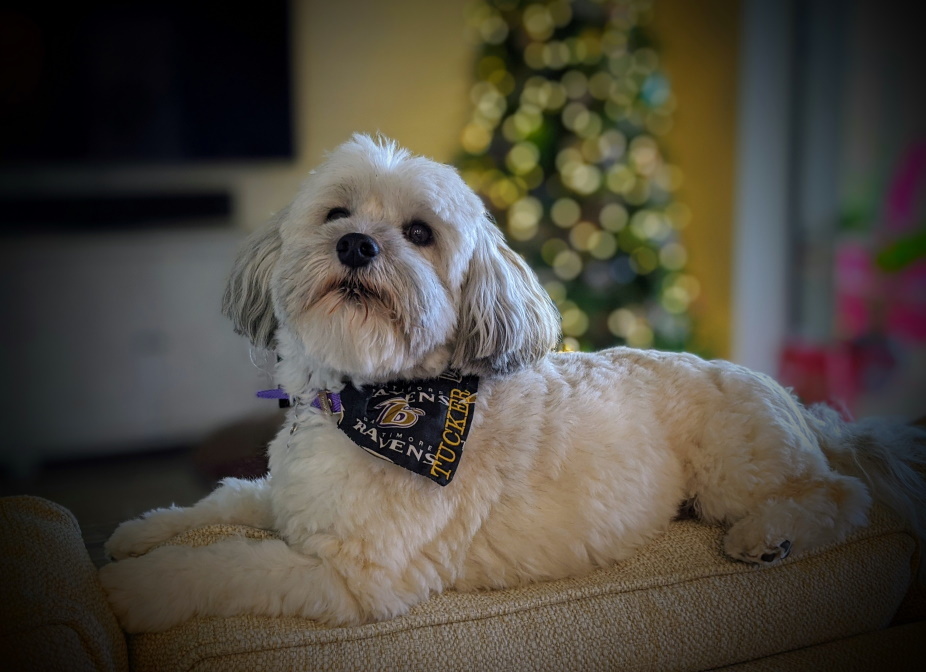 Feeding a Pregnant or Nursing Dog or Cat: A Stage-by-Stage Nutrition Plan