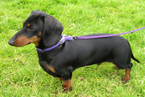 Cost Per 1,000 Calories: How to Compare Dog and Cat Food Value