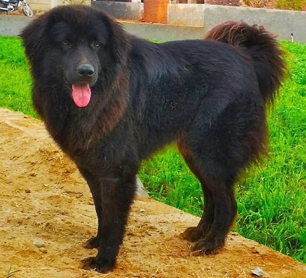 Your Dog's First Group Training Class: What to Bring and How to Prepare