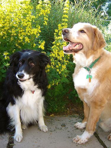 After the Walk: Checking Coats and Paws for Grass Seeds, Burrs and Grit
