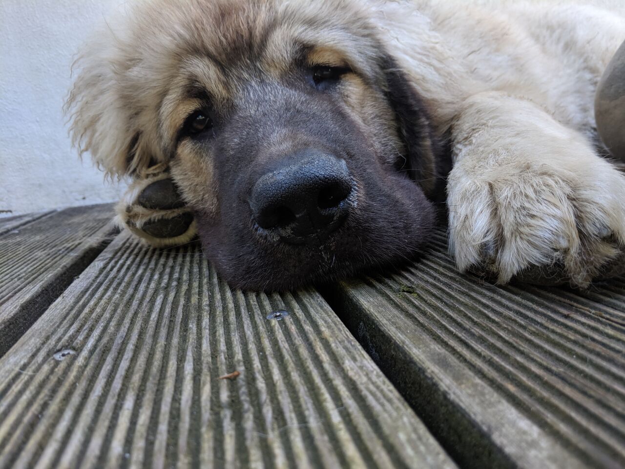 Dog Daycare 101: Choosing a Facility and Prepping the First Day