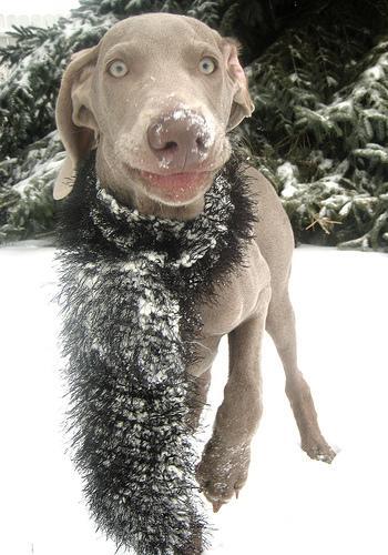 When Friends Bring Their Dog to Your Home: A Prep Plan for Cat and Dog Households
