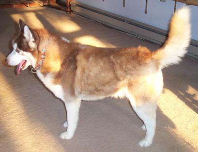 Fitting Walking Gear: Collar, Harness and Leash Checks for Cats and Dogs