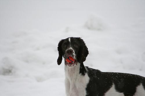Dogs and Children at Home: Household Rules That Keep Everyone Safe