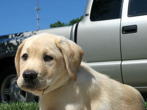Dog Hiccups: What's Normal, What Helps and When to Call the Vet