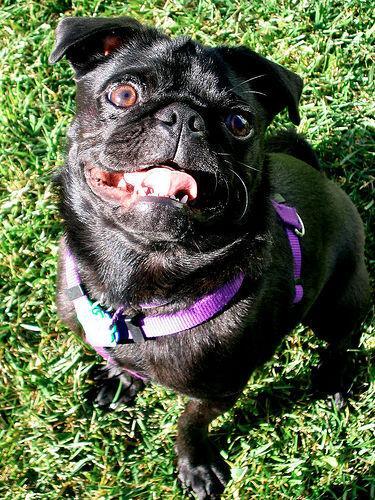 Dewclaws and Extra Toes: A Care Guide for Cats and Dogs