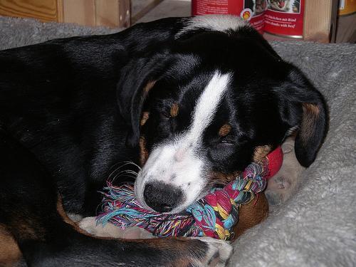 Calming Music for Dogs: What the Research Actually Shows