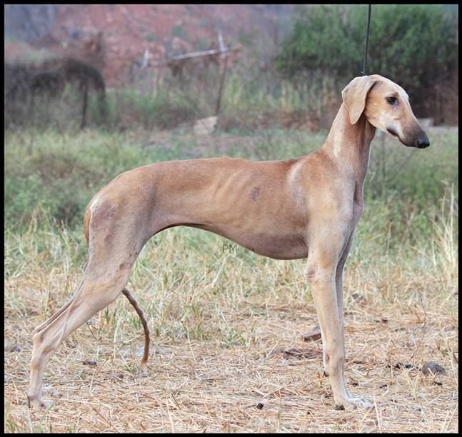 Mange in Dogs: Sarcoptic vs Demodectic Mites, Signs and Care
