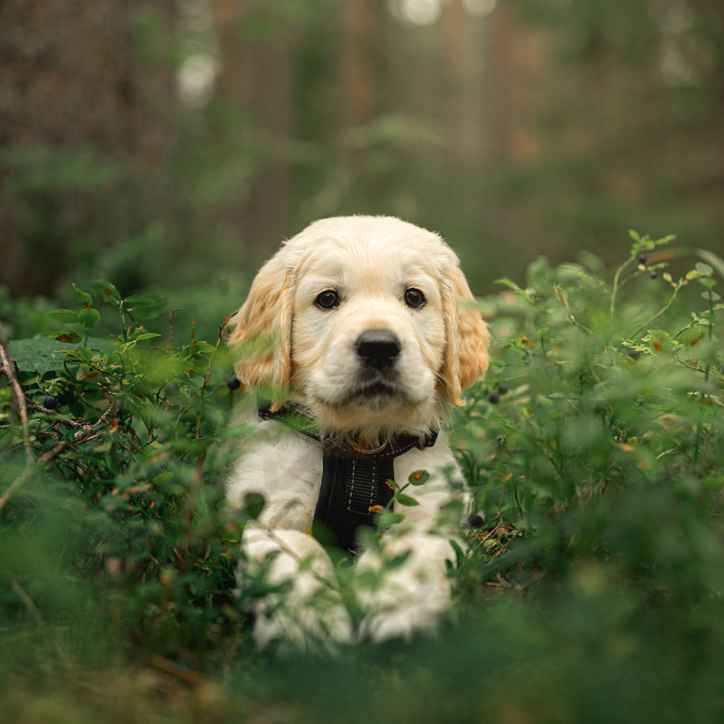 Which Human Foods Can You Safely Share With Your Dog or Cat?