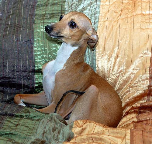 领养老年犬猫的第一个月：一份不着急的安顿计划
