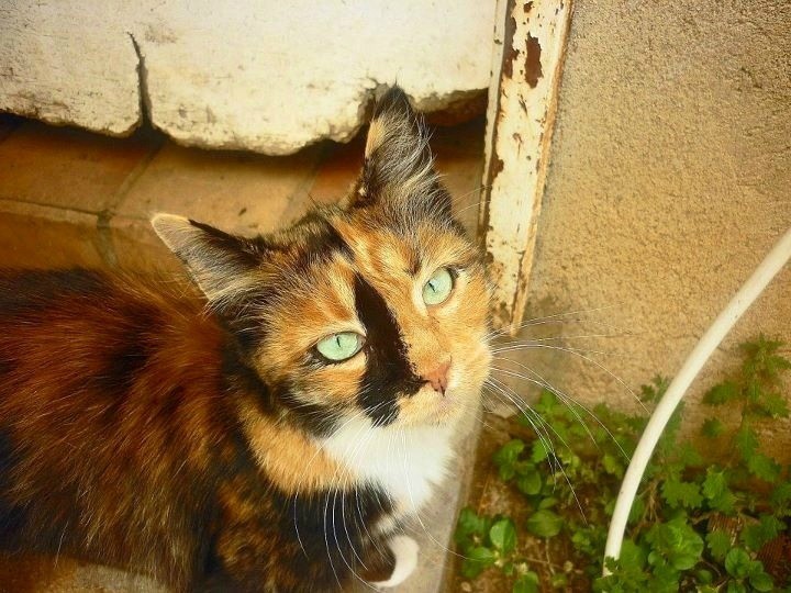 秋冬猫狗毛发起静电、一梳就炸:加湿、梳毛与洗护完整清单
