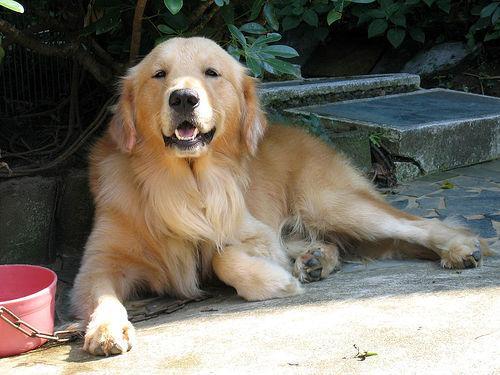 Pet Ramps and Steps for Older Dogs and Cats: Choose, Place and Teach