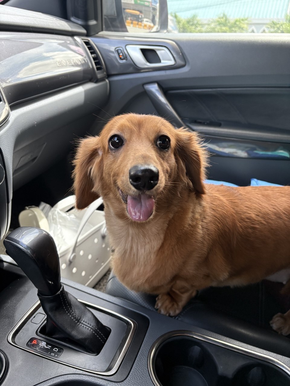 Potty Plans Away From Home: Dogs, Cats and the No-Accident Trip