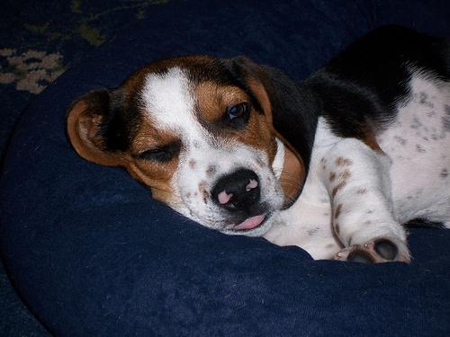 Adopting an Older Dog or Cat: A Realistic First Month