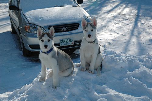 Introducing a New Dog to a Resident Dog: A Slow-Start Home Plan