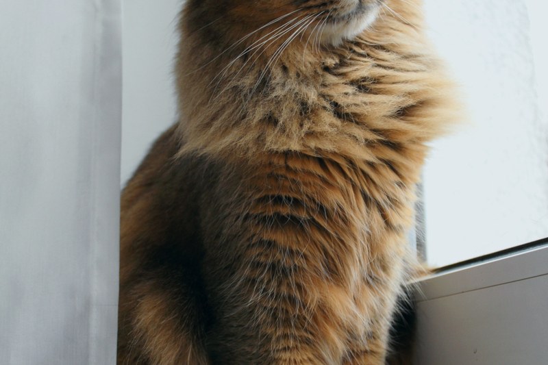 Switching Your Cat or Dog to a New Food: The 7-Day Transition Plan