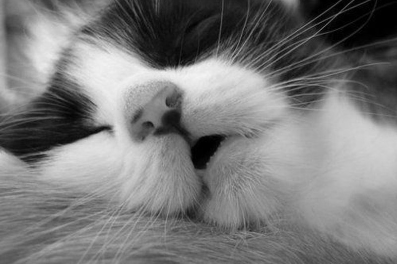 A Monthly Weight and Body Condition Check for Cats and Dogs