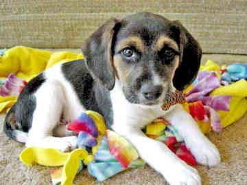 Soaking Kibble: Should You Add Water to Dry Food?
